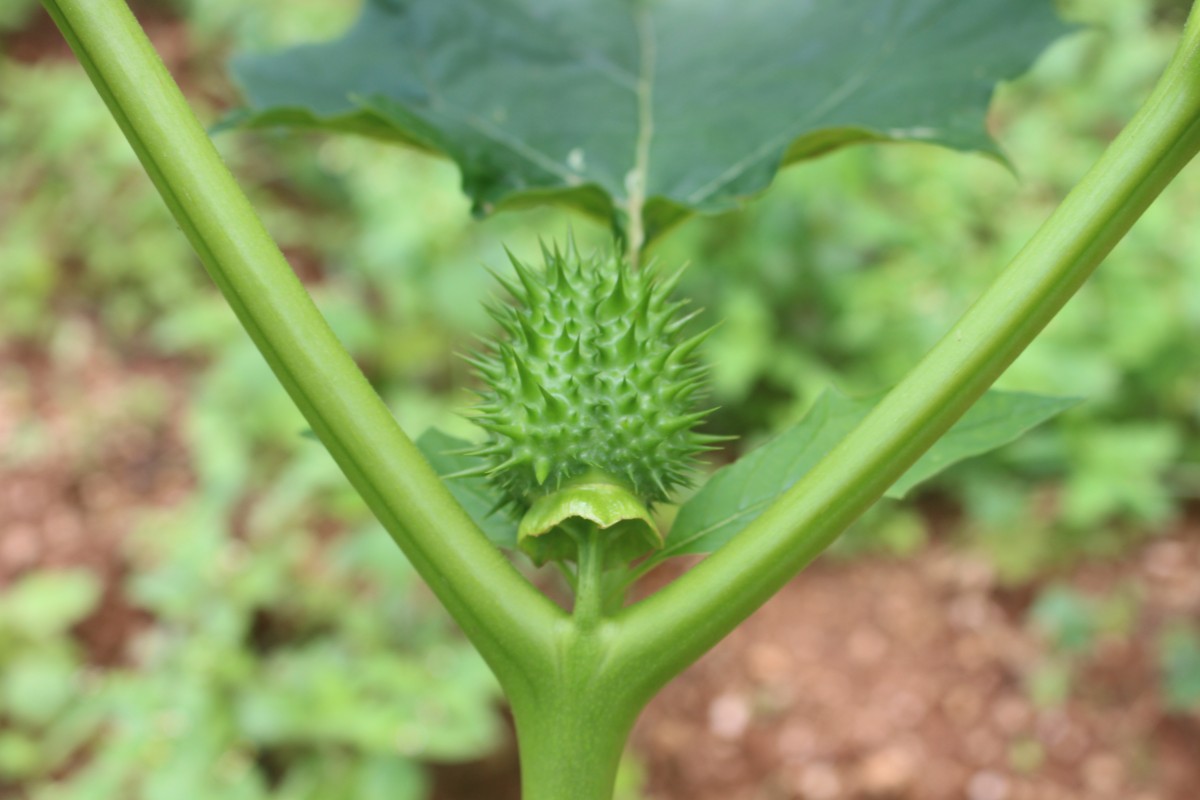 Datura stramonium L.